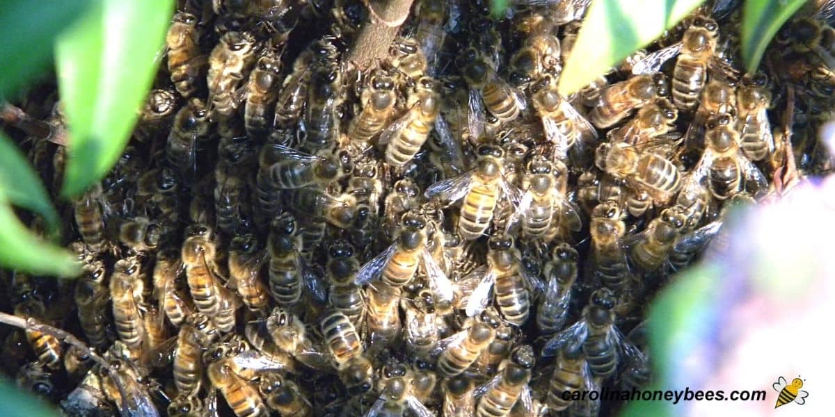 Why Do Bees Swarm? How Honey Bees Move Their Hives