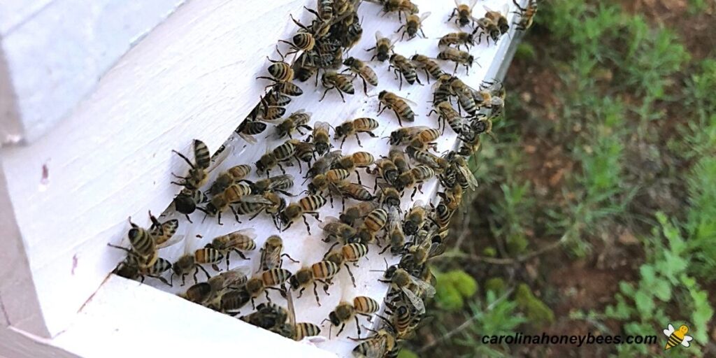 How to Move a Beehive | Beekeeping Insider