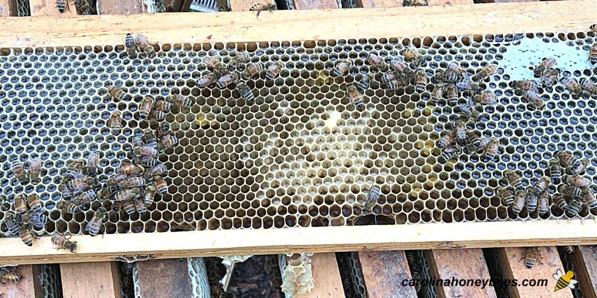 Worker brood in honey super on hive without excluder image.