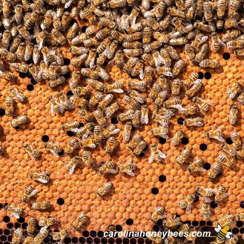 Honey Bound – Lots of bees but no brood – Honey Homestead