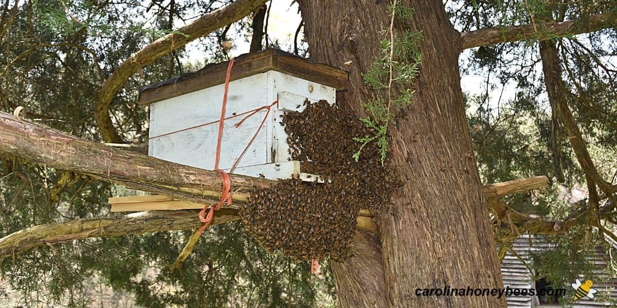 Swarm moving into a nuc size bait hive hung in a tree.