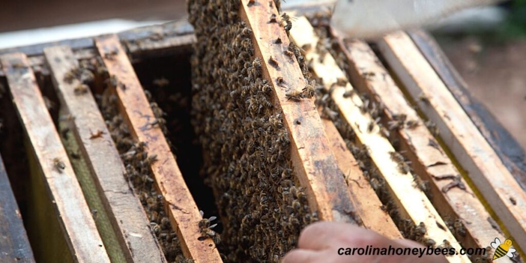 How to Combine 2 Beehives Carolina Honeybees