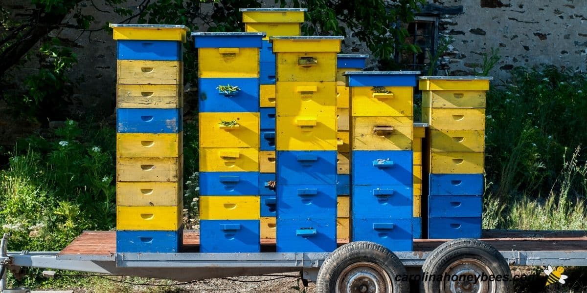 Beehives loaded on trailer to move to new crop image.