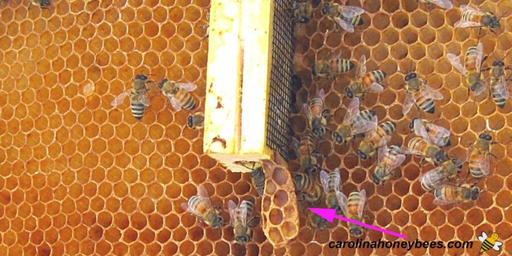 What is Burr Comb? Strategies for Prevention & Removal Carolina Honeybees