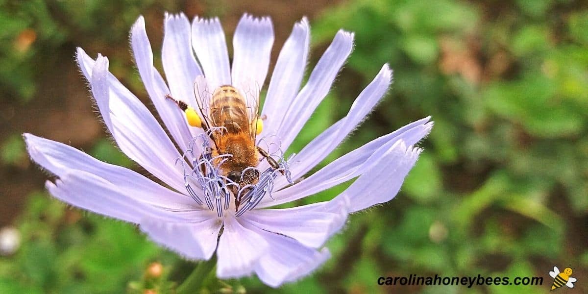 honey bees on blue flowers