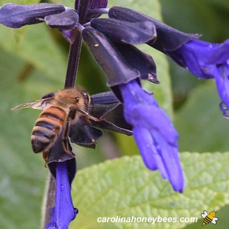 Honey Bee On Flower 