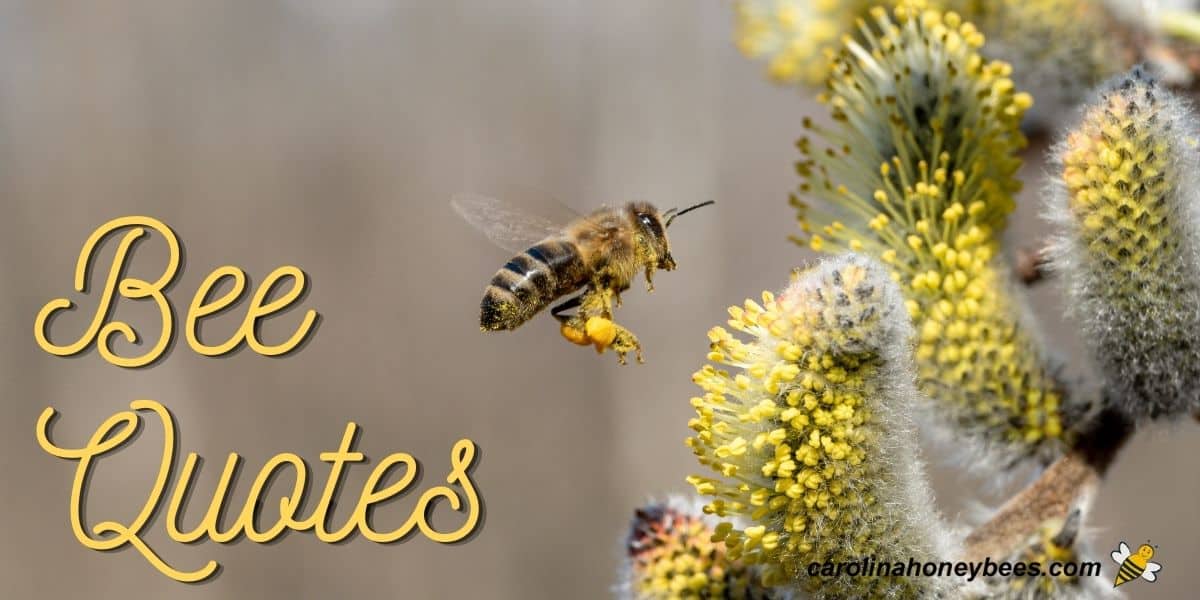 Honey bee worker with flower bee quotes.