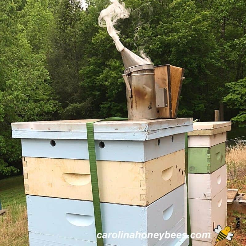 Using smoker with hive inspection in bee yard.