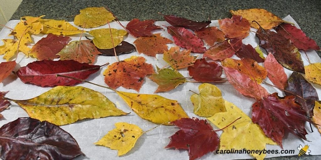 Colorful Fall leaves coated in beeswax.