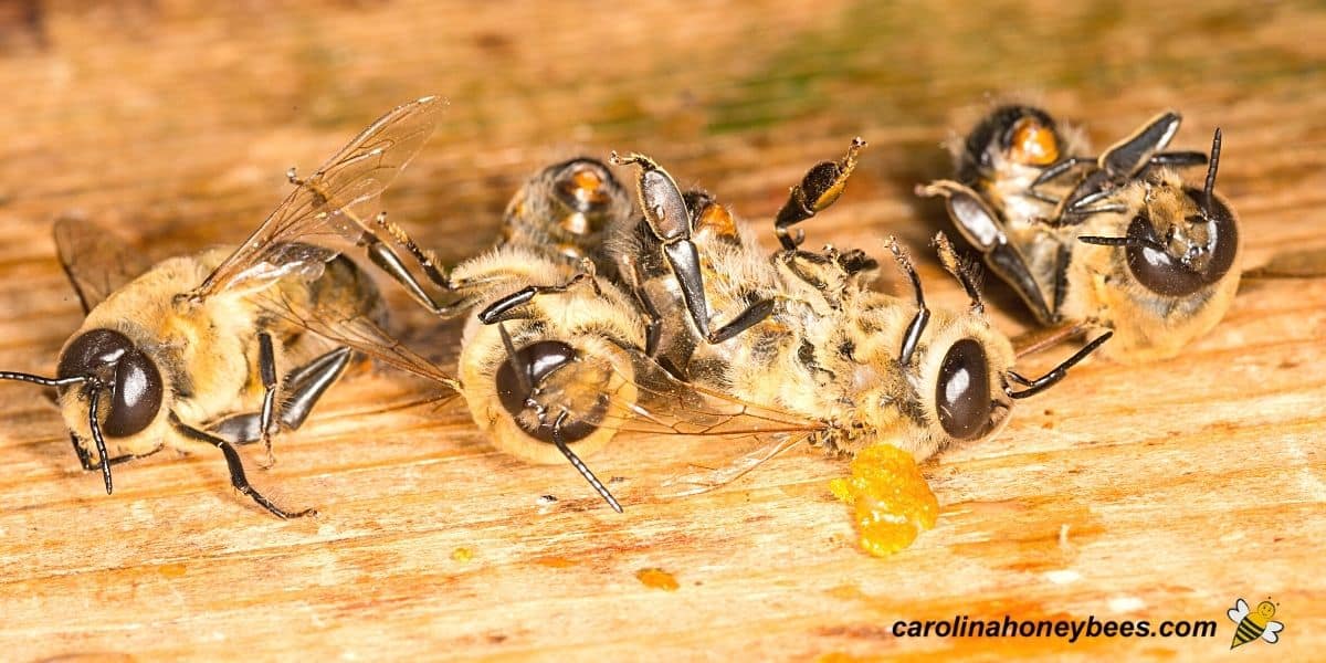 male drone bee