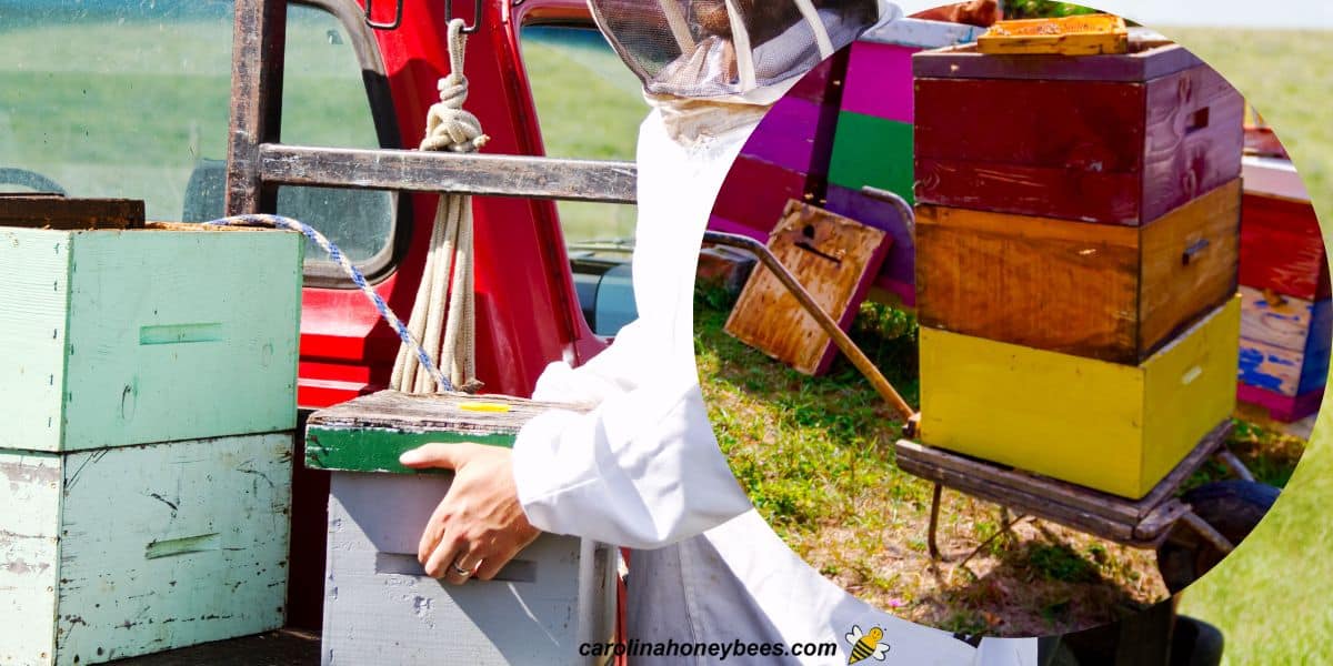 Beekeeper working to move a beehive to a new location image.