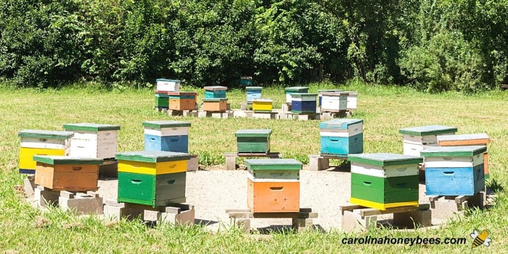 How to Set Up an Apiary (Bee Yard) - Carolina Honeybees