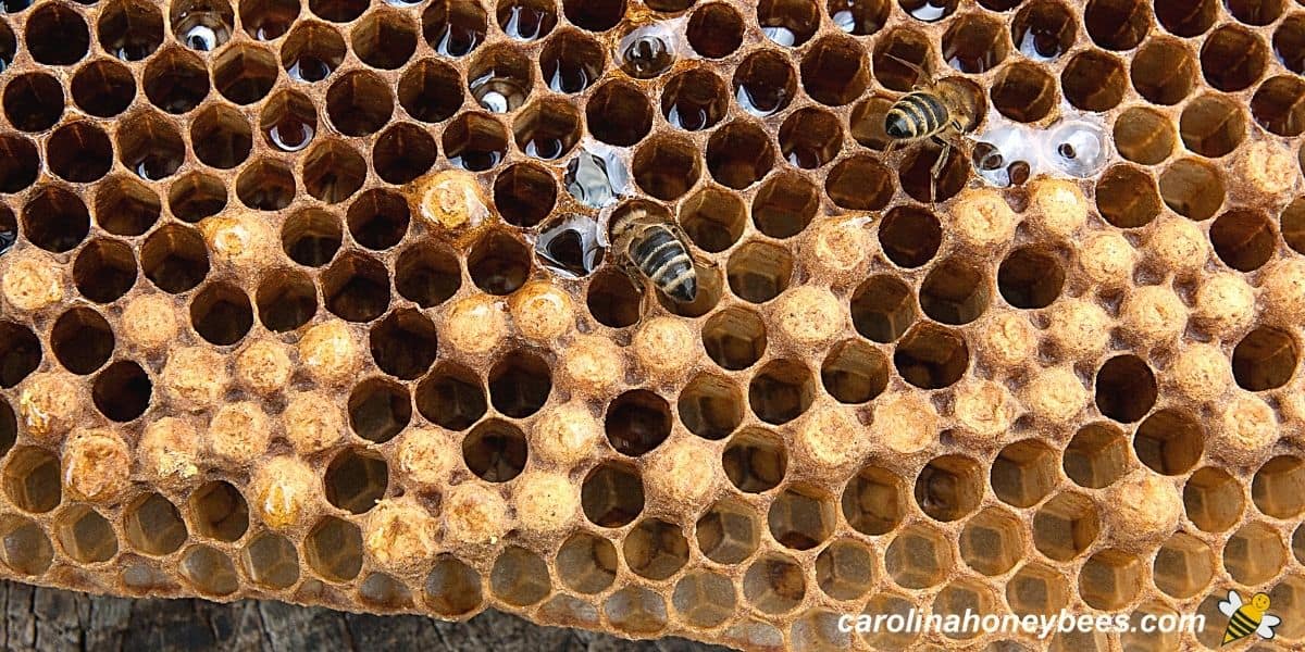 Brood frame with only drone brood no workers image.