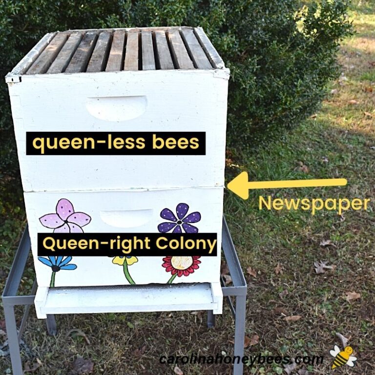 How to Combine 2 Beehives - Carolina Honeybees