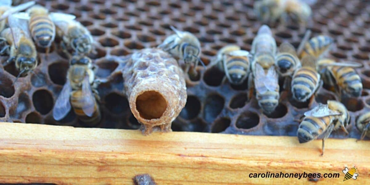 Single queen cell found during hive inspection on bottom of frame.