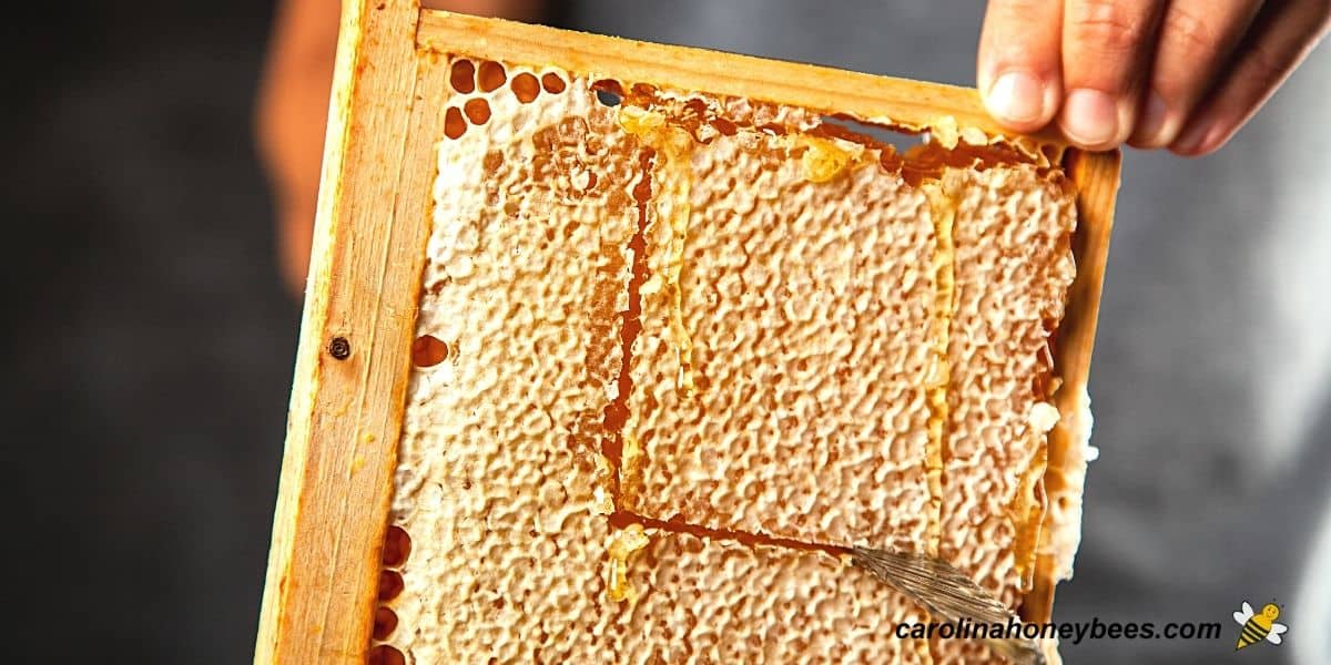 real beehive honeycomb