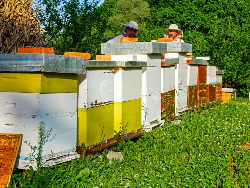 How to Set Up an Apiary (Bee Yard) - Carolina Honeybees