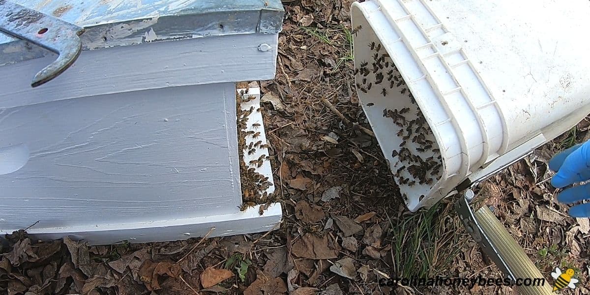 Small Fall bee swarm captured in bucket enters hive image.