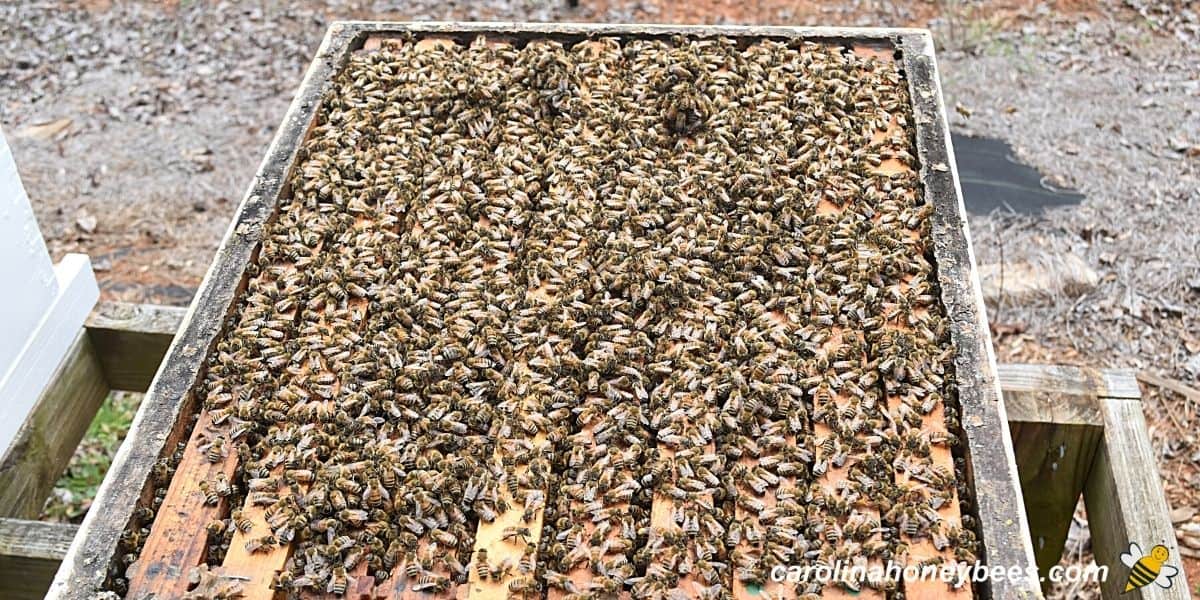 Honey bee colony full of bees with a high population image.