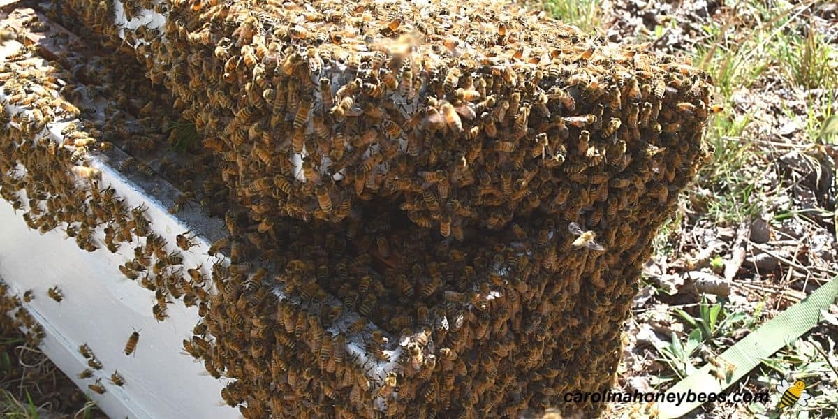 Swarm bees entering a catch box after being captured from a tree. 