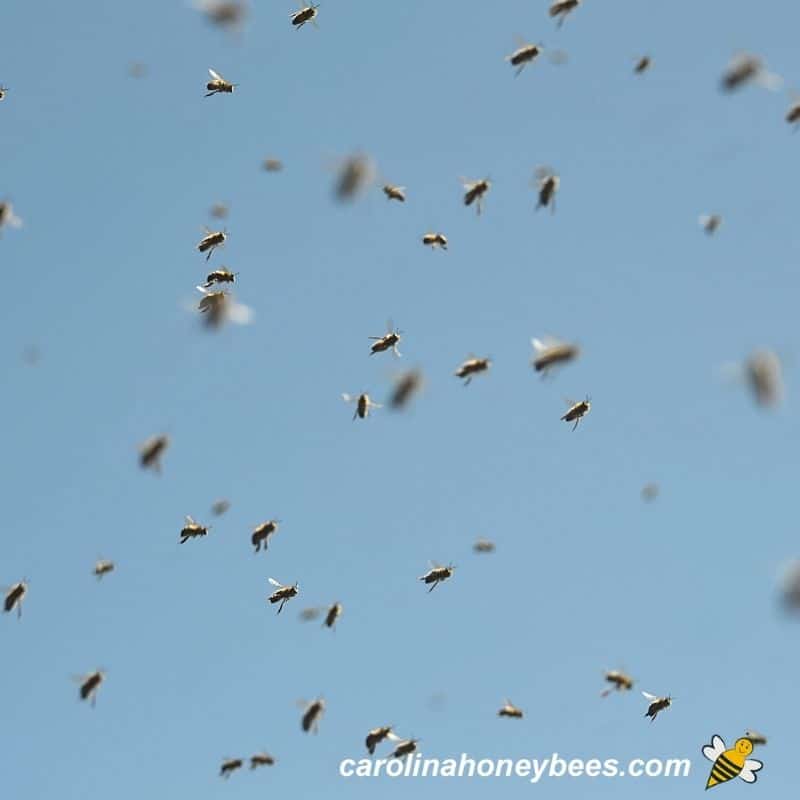 Mass of swarming bees flying image.