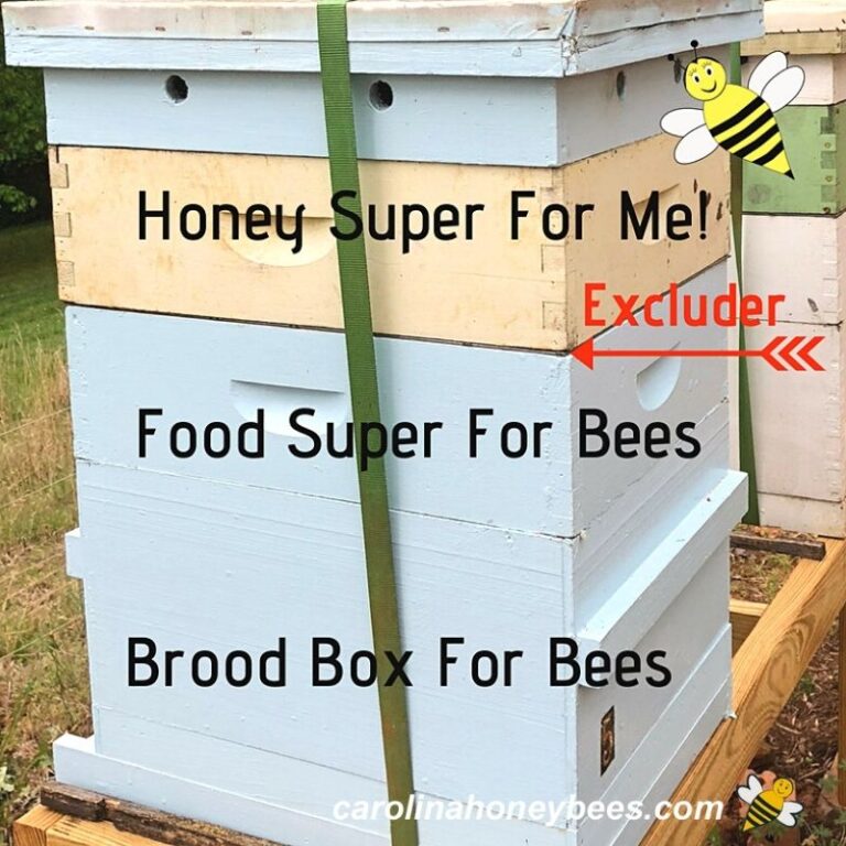 Should You Use a Queen Excluder? Carolina Honeybees