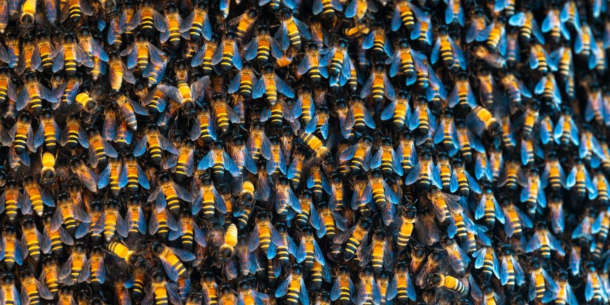 Grupo de abejas asiáticas Apis dorsata conocidas por su imagen de vuelo nocturno.