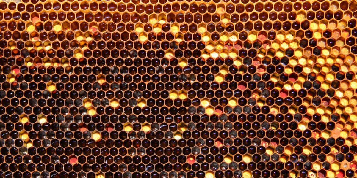 Bee bread stored in comb by adult honey bees for use later image.