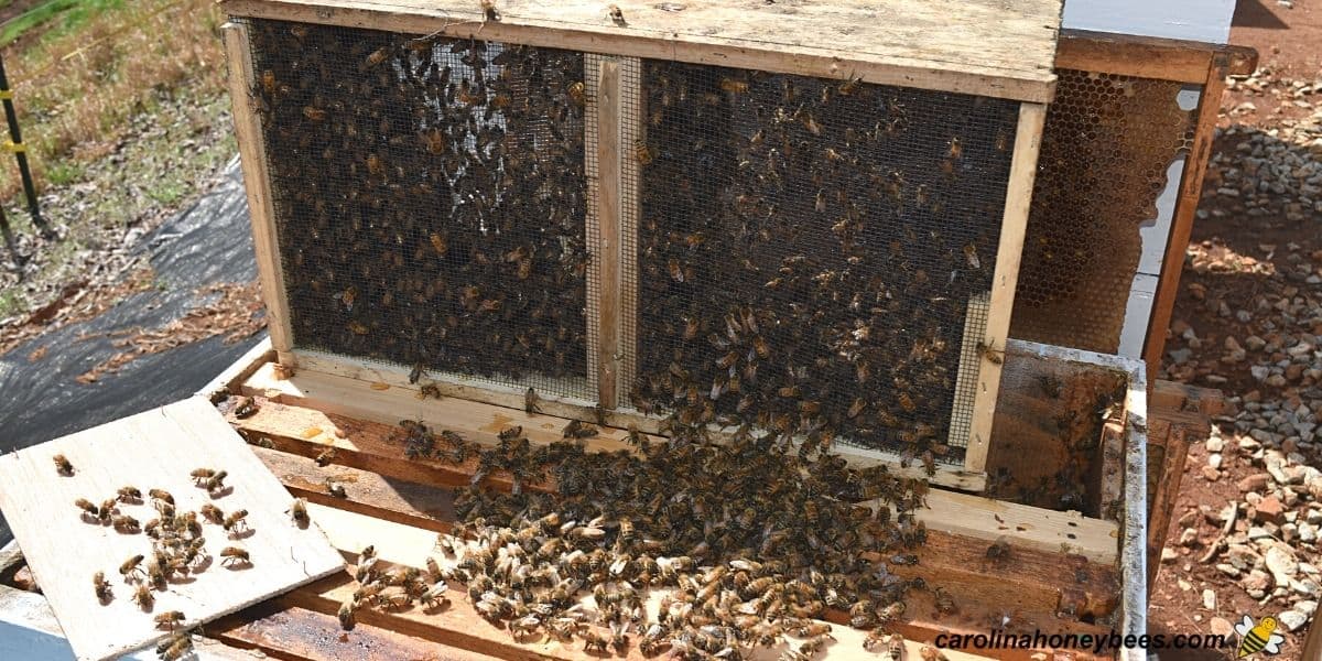 Package of bees being installed into a full size hive.