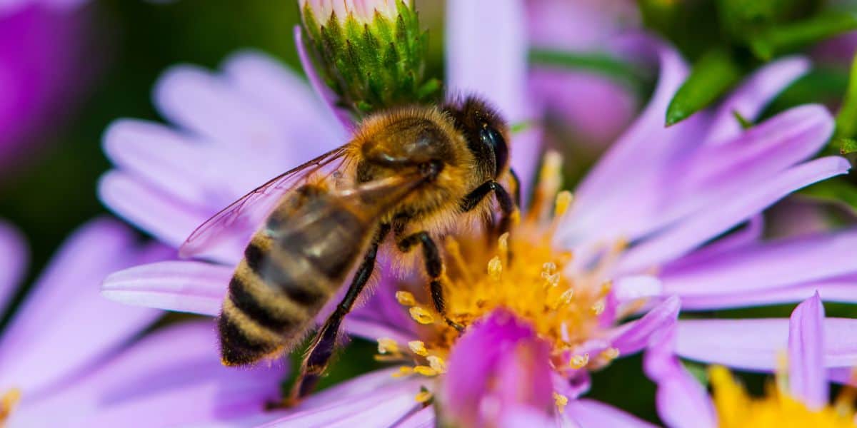 Close up van werknemer honey bee ogen tijdens het foerageren op bloemen afbeelding.