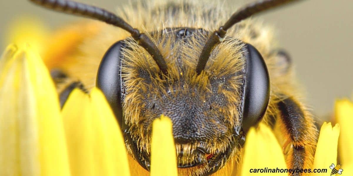 Honey bee sleeps in yellow flower image.