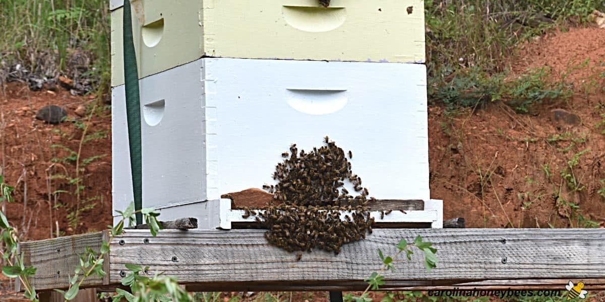 Bees bearding at the top and bottom entrance of a beehive.