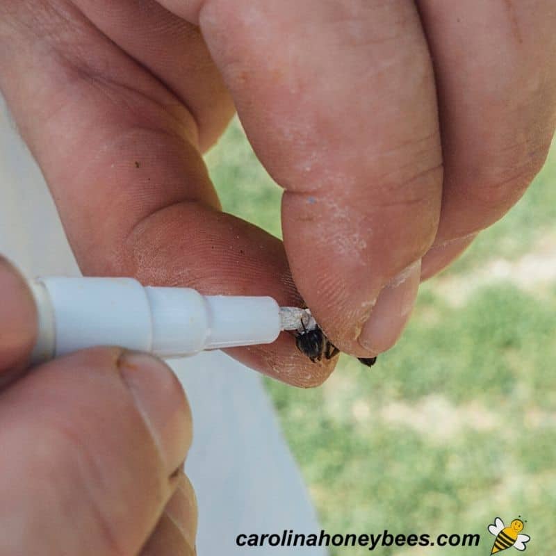 Beekeeper holding queen honey bee while marking her image.