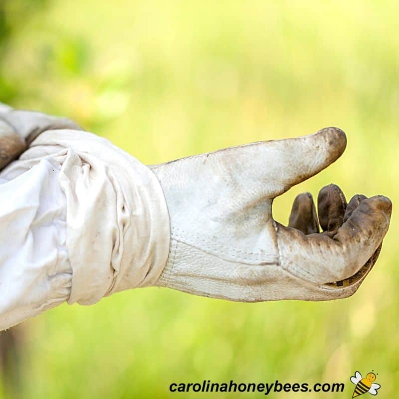 Protective Clothing for Beekeepers: A Complete Guide » Kowalski