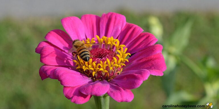 Why Bees Are Important To You Carolina Honeybees