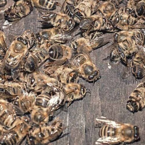 Best Bee Safe Weed Killer Carolina Honeybees