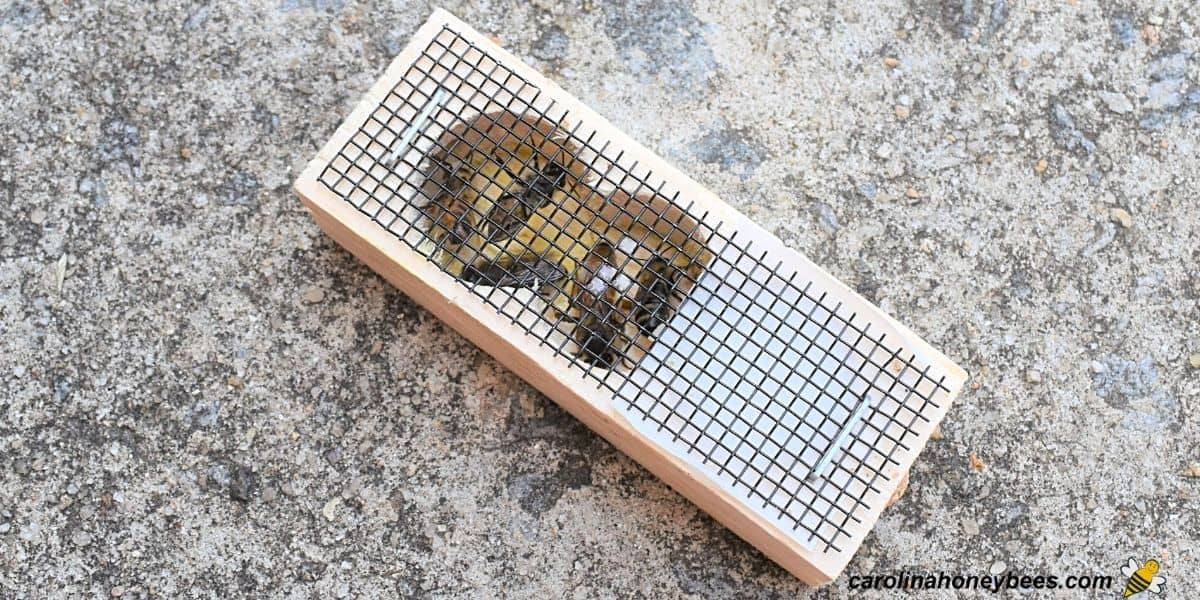 New queen bee with attendant workers in a wooden queen cage.