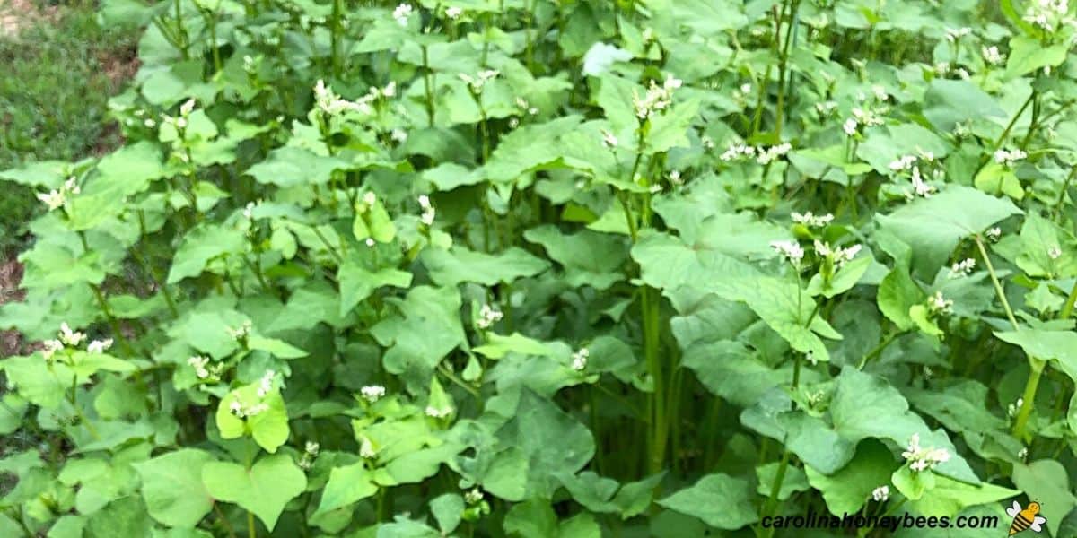 Patch of buckwheat honey plants in bloom image.