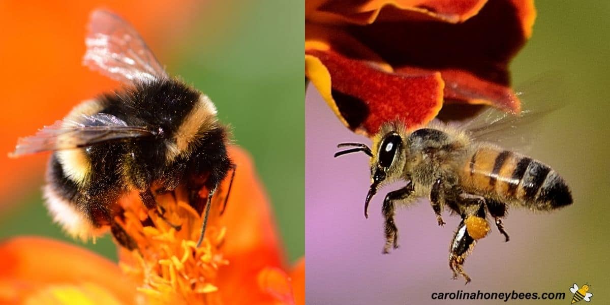 Solved Different types of bees are very similar in