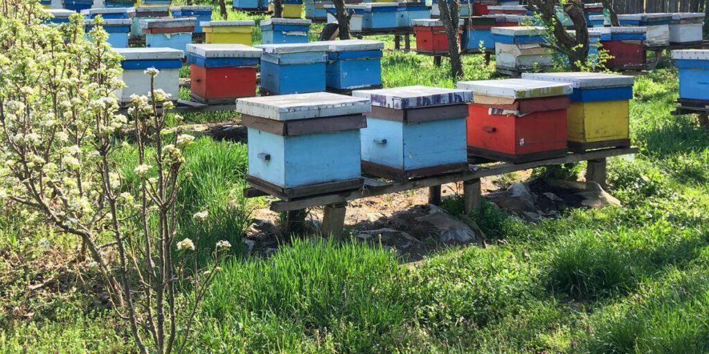 Beehive Stands How They Help Bees & Beekeepers Carolina Honeybees