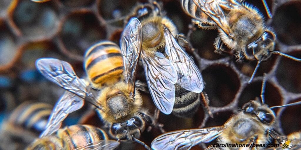 Bee Dances Why they Waggle? Carolina Honeybees