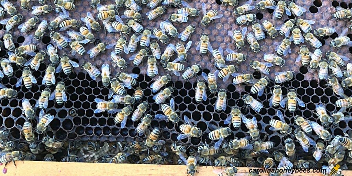 Brood nest of a beehive with old dark comb in need of replacement image.