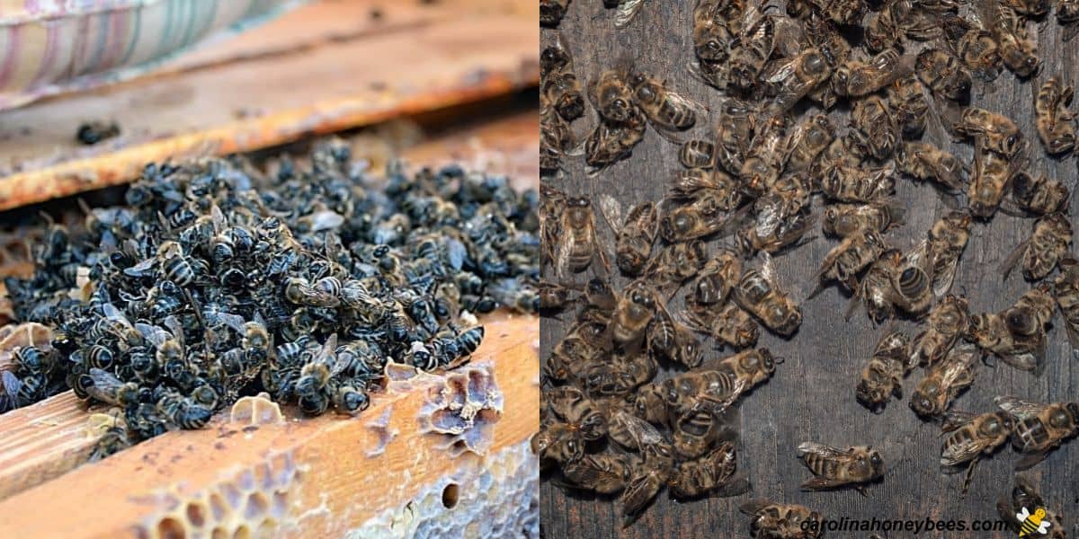 Cluster of dead honey bees in a deadout hive image.