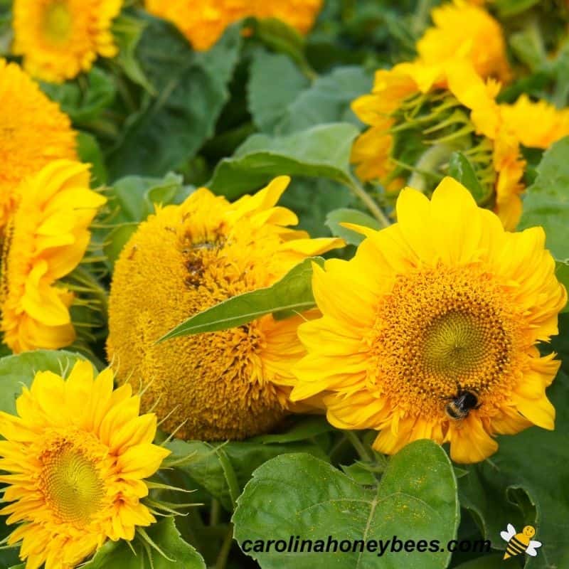 Dwarf bee friendly sunflowers in a  mass planting.