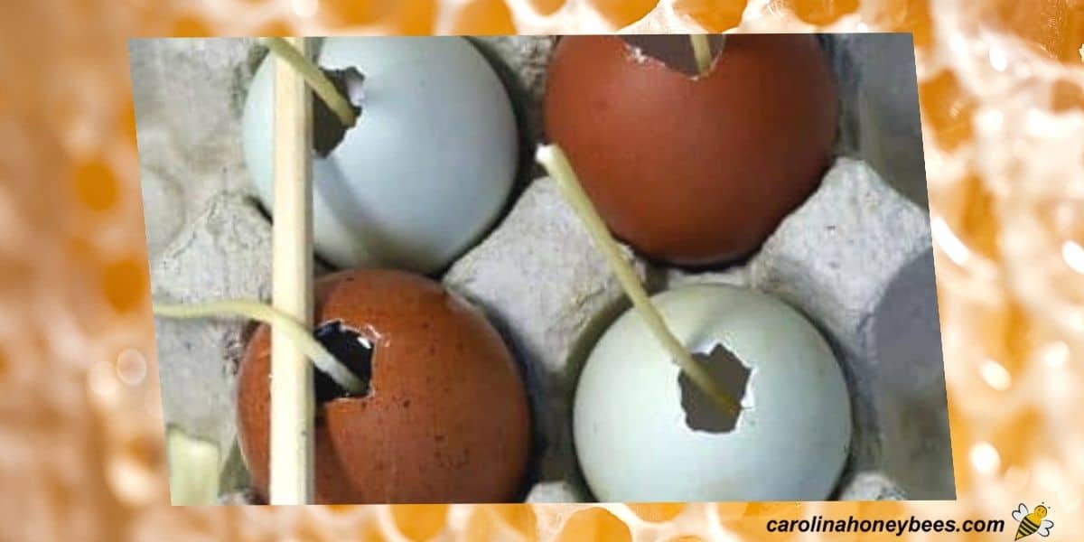 Egg shells used a candle molds for beeswax candles.