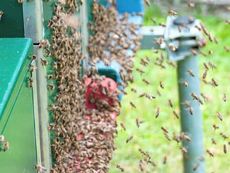 Large mass of bees flying near hive image.