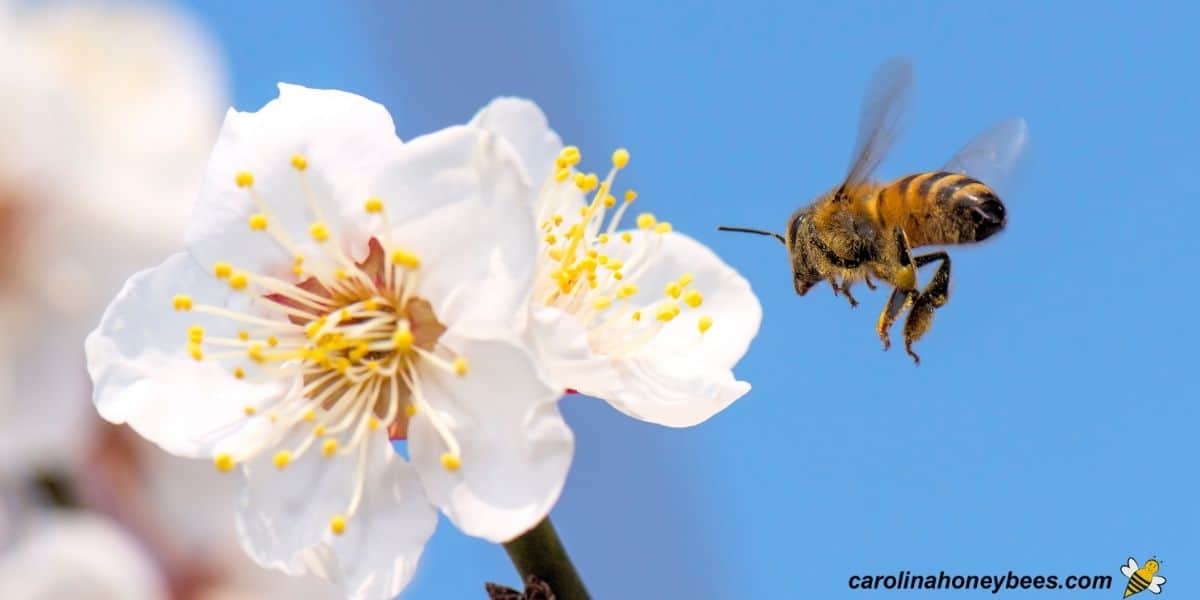 bee flying