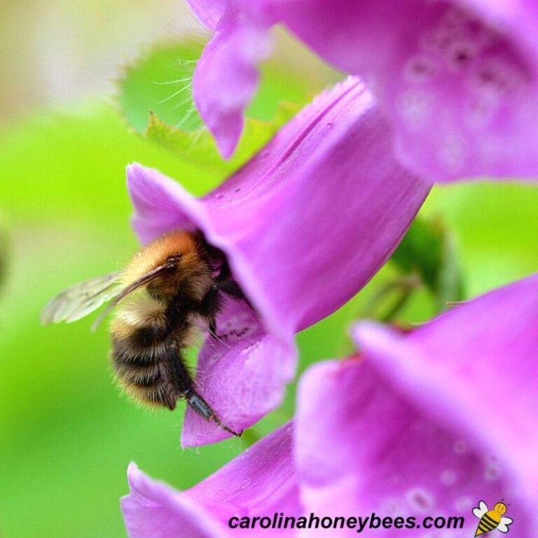 Bee Friendly Perennials Easy to Grow Carolina Honeybees