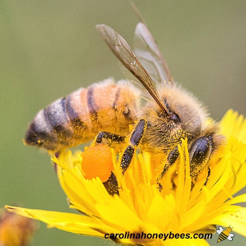 yellow jacket vs honey bee