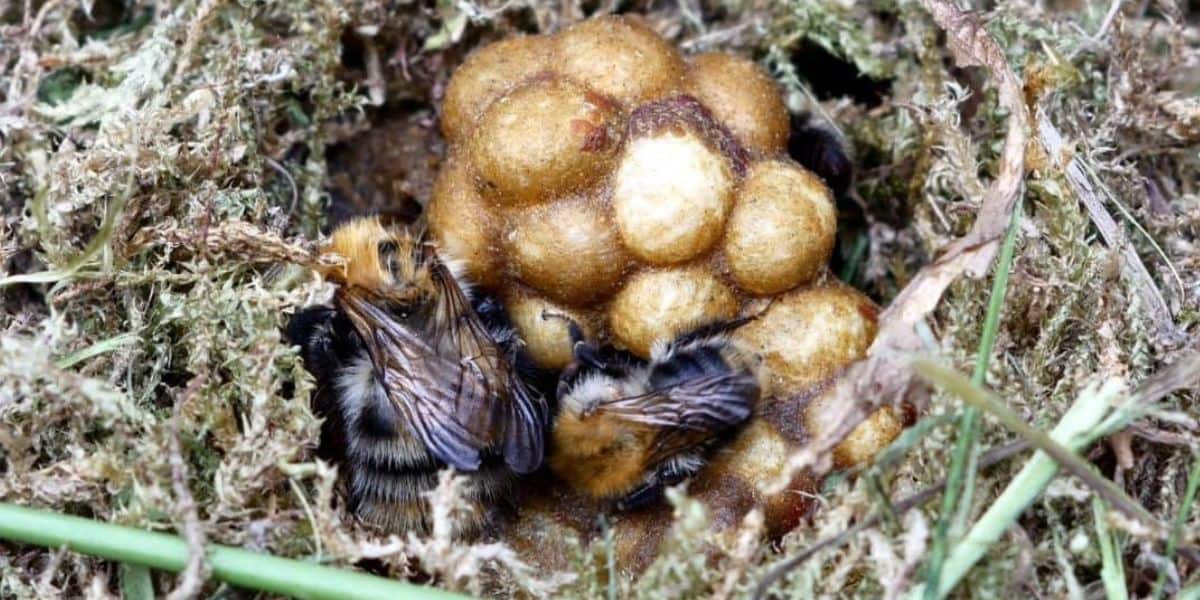 bumble bee nest